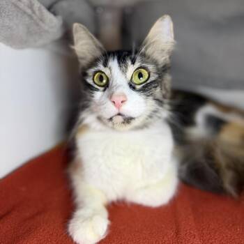 Domestic Medium Hair Cats Available for Adoption in Los Angeles, California - Noob | PetCurious