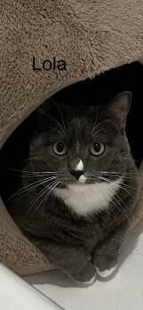 Lola -  Domestic Short Hair Cat for Adoption in Ruther Glen, Virginia - Lola | PetCurious