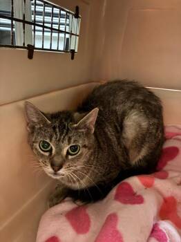 Rachel -  Domestic Short Hair Cat for Adoption in Bossier City, Louisiana - Rachel | PetCurious