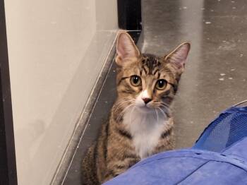 Rescue Domestic Short Hair Cats for Adoption in Spring Brook, New York - Krackle | PetCurious