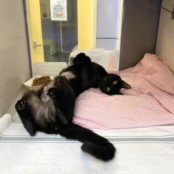 Madame -  Domestic Short Hair Cat for Adoption in Richmond, Virginia - Madame | PetCurious