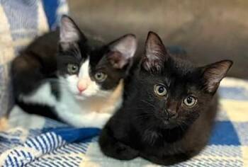 Independence -  Domestic Short Hair Cat for Adoption in Kansas City, Missouri - Independence | PetCurious