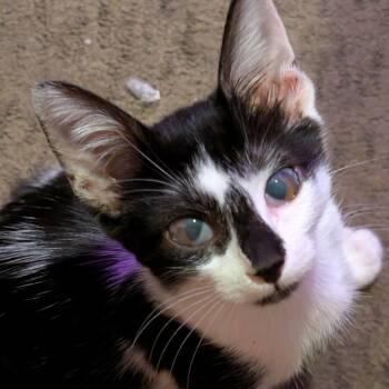 Gobi -  Domestic Short Hair Cat for Adoption in San Diego, California - Gobi | PetCurious