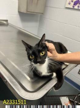 Domestic Short Hair Cats Available for Adoption in West Palm Beach, Florida - A2331511 | PetCurious