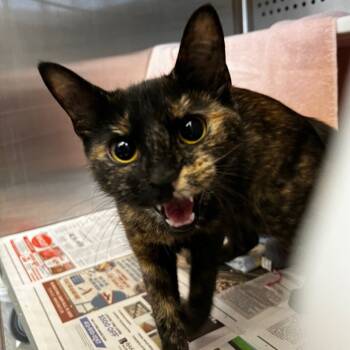 Rescue Domestic Short Hair Cats for Adoption in Pittsburgh, Pennsylvania - Kahvi | PetCurious
