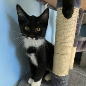Daisy -  Domestic Short Hair Cat for Adoption in Choteau, Montana - Daisy | PetCurious