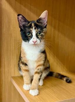 Willow. -  Calico Cat for Adoption in Plano, Texas - Willow. | PetCurious