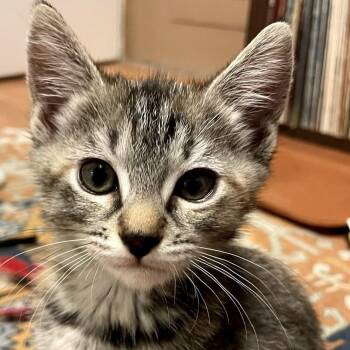 Mangle -  Domestic Short Hair Cat for Adoption in Portland, Oregon - Mangle | PetCurious