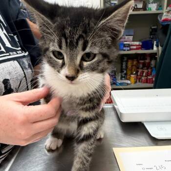 Remington -  Domestic Short Hair Cat for Adoption in Pekin, Illinois - Remington | PetCurious