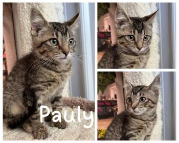 Pauly- polydactyl -  Domestic Short Hair Cat for Adoption in Pierceton, Indiana - Pauly- Polydactyl | PetCurious