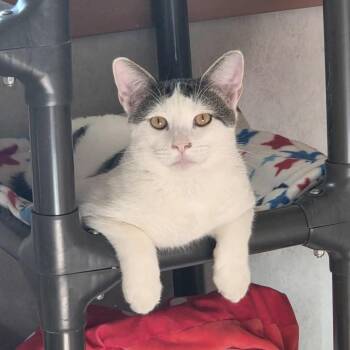 Rescue Domestic Long Hair Cats for Adoption in Ballston Spa, New York - Nakoa | PetCurious