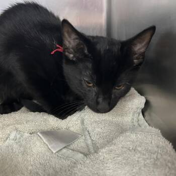 Pac-Man -  Domestic Short Hair Cat for Adoption in Mentor, Ohio - Pac-Man | PetCurious