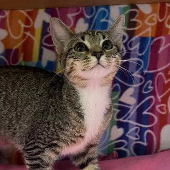 Tina -  Domestic Short Hair Cat for Adoption - Tina | PetCurious