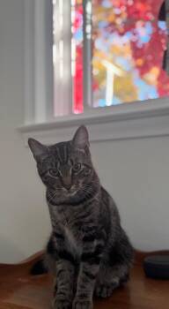 Rescue Domestic Short Hair Cats for Adoption in Ottawa Hills, Ohio - Carl | PetCurious