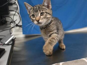 Guide -  Domestic Short Hair Cat for Adoption in Portland, Oregon - Guide | PetCurious