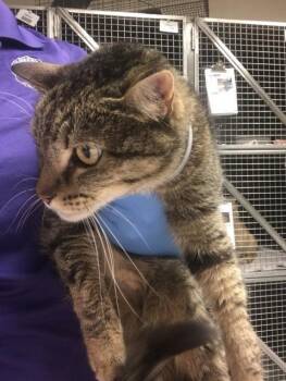 JULIETTE -  Domestic Short Hair Cat for Adoption in Conroe, Texas - JULIETTE | PetCurious