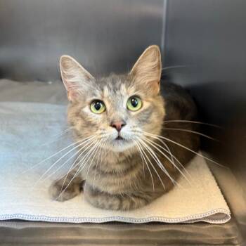 Fiona -  Domestic Medium Hair Cat for Adoption in Council Bluffs, Iowa - Fiona | PetCurious