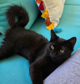 Rescue Domestic Medium Hair Cats for Adoption in Dale City, Virginia - Jett | PetCurious