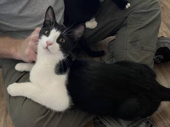 Rescue Tuxedo Cats for Adoption in Prescott, Arizona - Augustino | PetCurious
