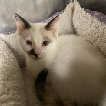Messi -  Domestic Short Hair Cat for Adoption in Chehalis, Washington - Messi | PetCurious
