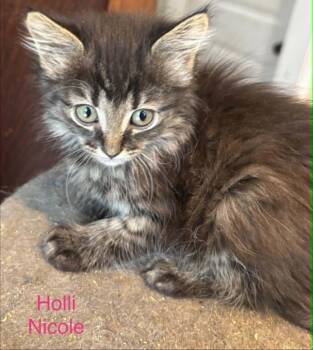 Domestic Medium Hair Cats Available for Adoption in Randolph, Alabama - Holli Nicole | PetCurious