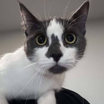 Luna - Gentle & Affectionate -  Domestic Short Hair Cat for Adoption in Hamilton, Ontario - Luna - Gentle & Affectionate | PetCurious