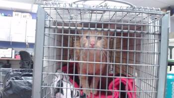 KEWPIE -  Domestic Short Hair Cat for Adoption in Omaha, Nebraska - KEWPIE | PetCurious
