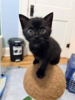 Brick -  Domestic Short Hair Cat for Adoption in Fishers, Indiana - Brick | PetCurious