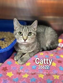 Catty -  Domestic Short Hair Cat Available for Adoption in Oak Ridge, Tennessee - Catty | PetCurious