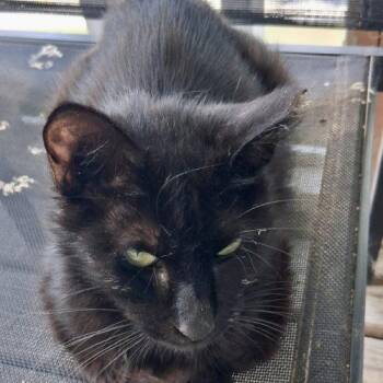 Sage -  Domestic Short Hair Cat Available for Adoption in Seven Valleys, Pennsylvania - Sage | PetCurious