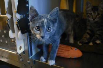 Hyacinth -  Domestic Short Hair Cat for Adoption in Kansas City, Missouri - Hyacinth | PetCurious
