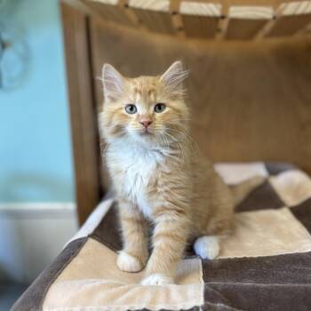Conjurer--In Foster -  Domestic Medium Hair Cat for Adoption in Fargo, North Dakota - Conjurer--In Foster | PetCurious
