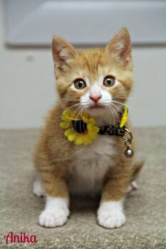 Domestic Short Hair Cats Available for Adoption in Vinton, Iowa - Anika | PetCurious