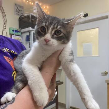 Hades -  Domestic Medium Hair Cat for Adoption in Monroe, Louisiana - Hades | PetCurious