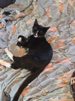 Rescue Domestic Short Hair Cats for Adoption - Bandit | PetCurious