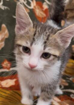 RIBBON -  Domestic Short Hair Cat for Adoption in San Jose, California - RIBBON | PetCurious