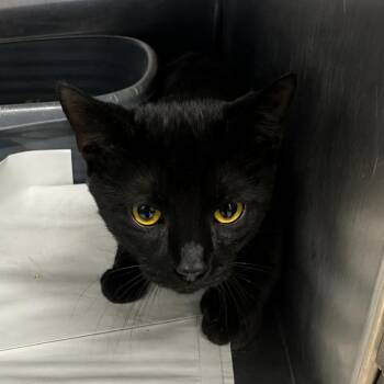 The Whispered One -  Domestic Short Hair Cat for Adoption in Corbin, Kentucky - The Whispered One | PetCurious