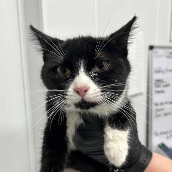 Salad -  Domestic Medium Hair Cat Available for Adoption in Abilene, Texas - Salad | PetCurious