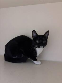Icing -  Domestic Short Hair Cat for Adoption in Chamblee, Georgia - Icing | PetCurious