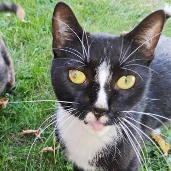 Rescue Domestic Short Hair Cats for Adoption in Bismarck, North Dakota - Lia | PetCurious