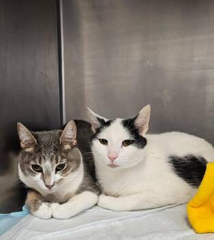 Coco and Johnny -  Domestic Short Hair Cat Available for Adoption in Ontario, Ohio - Coco And Johnny | PetCurious