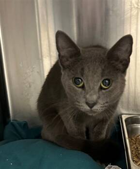 Rescue Domestic Short Hair Cats for Adoption in Hagerstown, Maryland - SELLA | PetCurious