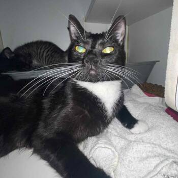 Rescue Domestic Short Hair Cats for Adoption in Middletown, Ohio - Roast | PetCurious