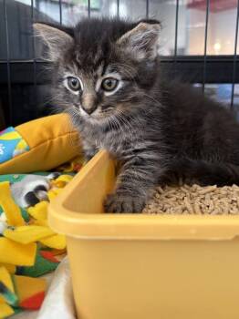 Rudy Simoni -  Domestic Long Hair Cat for Adoption in Galt, California - Rudy Simoni | PetCurious