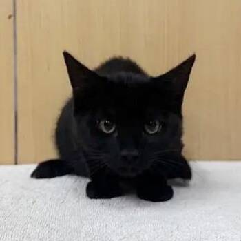 Rapunzel -  Domestic Medium Hair Cat for Adoption in Brentwood, Missouri - Rapunzel | PetCurious