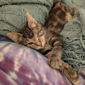 Rescue Domestic Short Hair Cats for Adoption in Evanston, Illinois - Sunshine | PetCurious