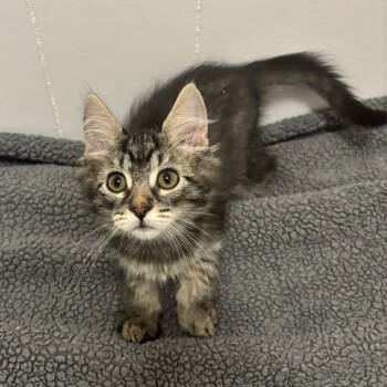 Earth -  Domestic Medium Hair Cat for Adoption in Renton, Washington - Earth | PetCurious