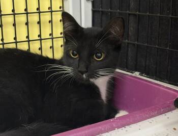 Penny -  Domestic Short Hair Cat Available for Adoption in St. Cloud, Florida - Penny | PetCurious