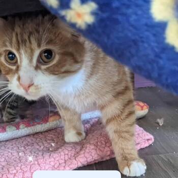 Domestic Short Hair Cats Available for Adoption - Walter | PetCurious