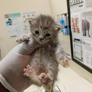 Reign -  Domestic Short Hair Cat for Adoption in Lynchburg, Virginia - Reign | PetCurious
